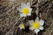 Fioritura primaverile