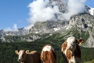 Alpe Veglia, vitellini (foto STUDIO RDS)